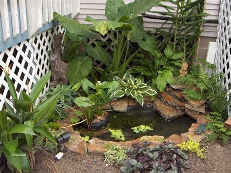 backyard pond forum|water garden forums.